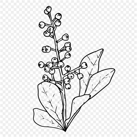 Gambar Sketsa Bunga Bunga Anggrek Cat Air Png Dan Vektor Dengan