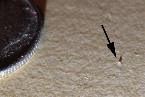 Bed bugs like to live in protected, small locations where they can aggregate together and not be readily noticed. baby bedbugs - pictures, photos
