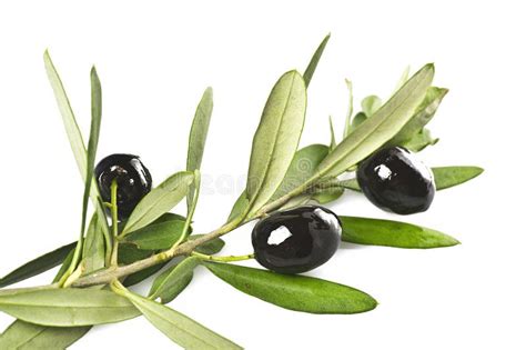 Branch With Black Olives Stock Photo Image Of Olive 20282208
