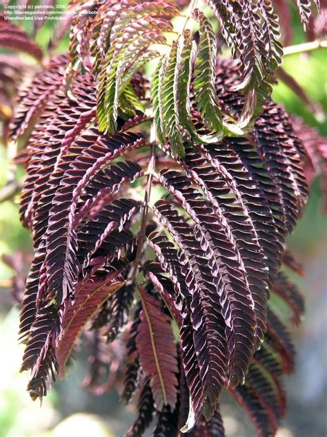 Maybe you would like to learn more about one of these? PlantFiles Pictures: Albizia, Chocolate Mimosa, Purple ...