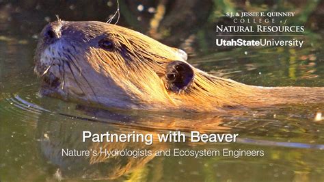 Partnering With Beaver Natures Hydrologists And Ecosystem Engineers