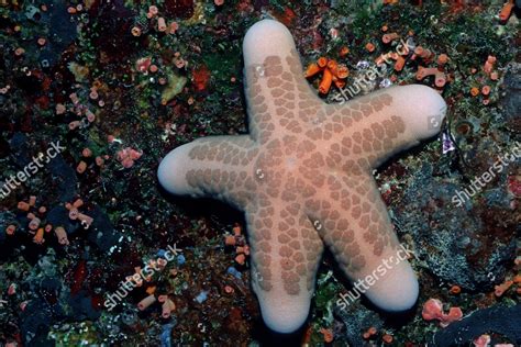 Granulated Sea Star Choriaster Granulatus Palau Editorial Stock Photo