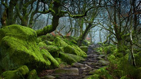 Forest Path In Padley Gorge Bing Wallpaper Download
