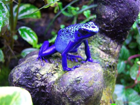 Purple Amazon Rainforest Poison Dart Frog All Are Here