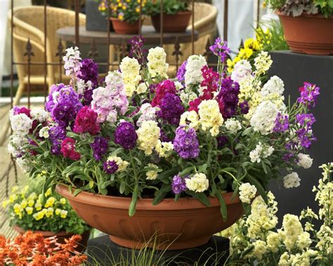 The Best Flowers To Plant In Spring Hgtv