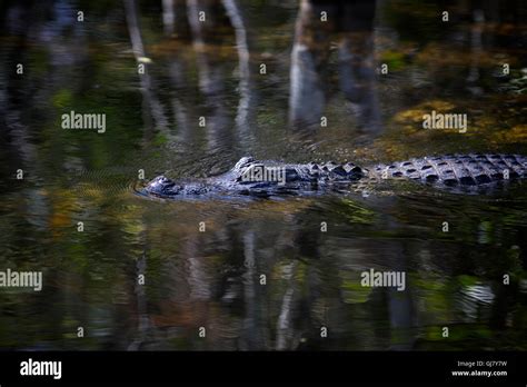 An American Alligator Cruises Through Big Cypress Swamp Amid Earthy