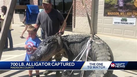 Mississippi Hunter Captures 700 Pound Alligator Youtube