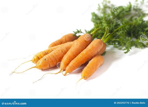 Fresh Organic Carrots Isolated On White Background Stock Photo Image
