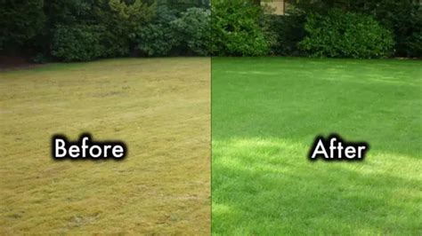 How To Green Up My Lawn Fast