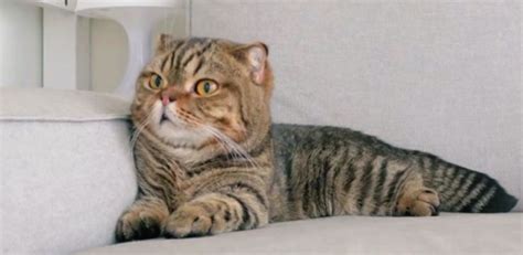 Buy the selected items together. Lulu 다소곳 on sofa | Kucing