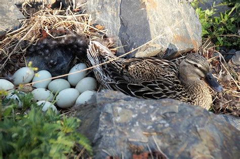 How Long Does It Take For Mallard Duck Eggs To Hatch Optics Mag