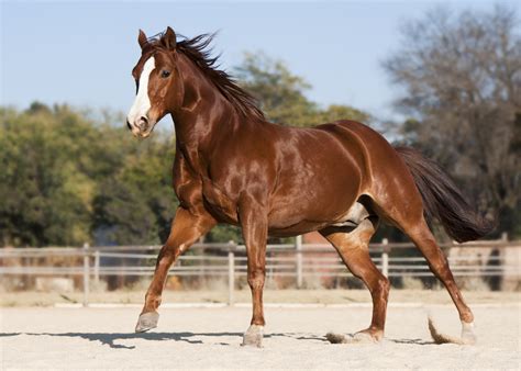 Check spelling or type a new query. Beautiful American Quarter Horses - OROGOLD Cleopatra