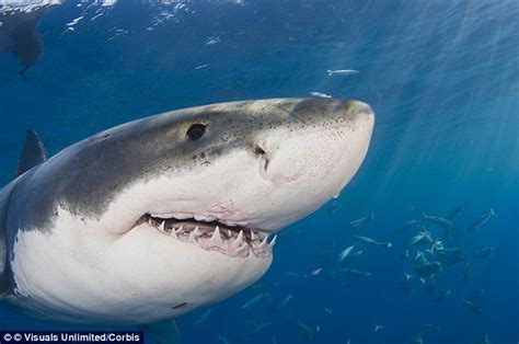 Great white shark encounter playful and charming, the voice of the sea bundle is the perfect beachy collection of summertime staples. Otter luck: Sea otter populations dwindling dramatically ...