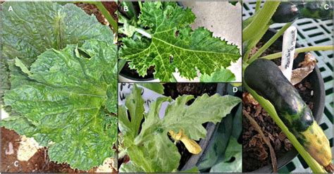 We did not find results for: Zucchini yellow mosaic virus Populations from East ...