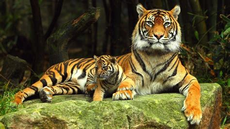 Zoo Animals Wallpapers Wallpaper Cave