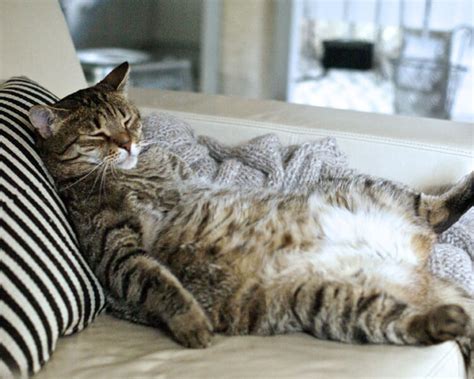 The snores that emanate from your significant other may annoy you but a cat's snore is downright cute. Here's Why You Have a Snoring Cat | UK Pets