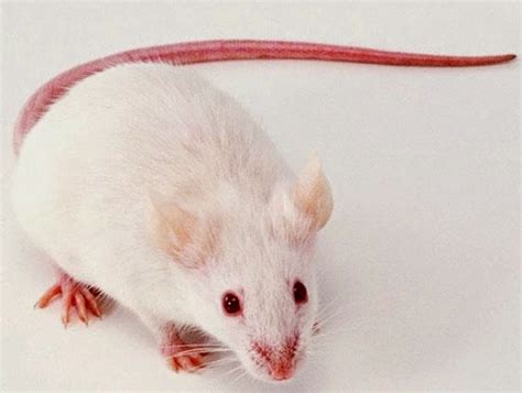 Wacan Wacan Tikus Putih Untuk Penelitian