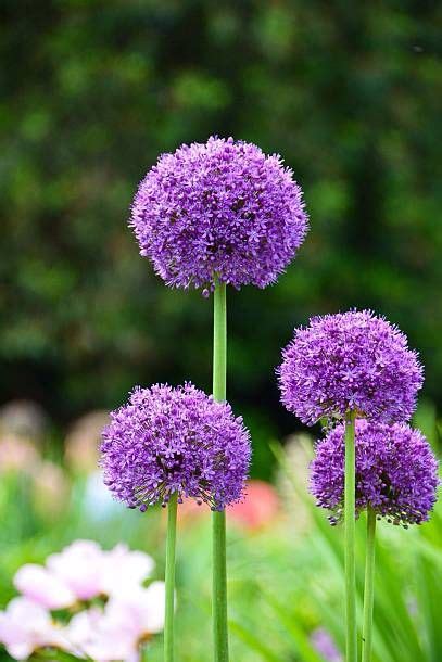 20 Best Spring Flowers Popular Flowers To Plant In Spring