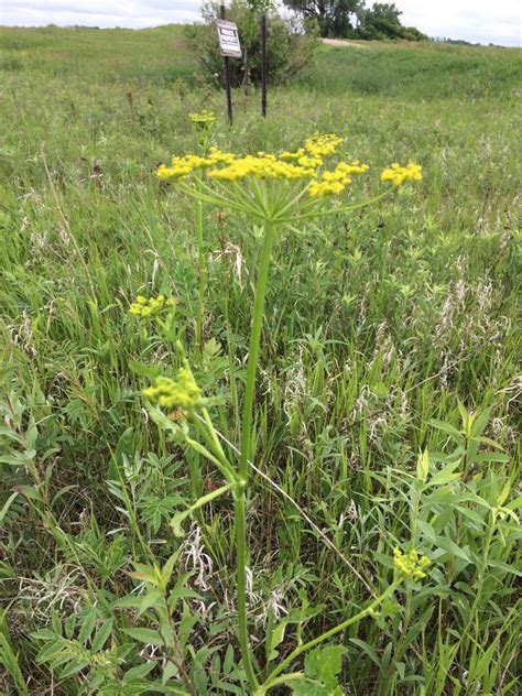 Caution Learn Wild Parsnip The Echinacea Project