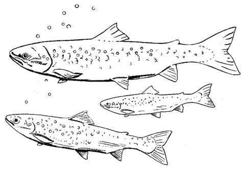 Download Salmon fish coloring page - Free Printable Coloring Pages