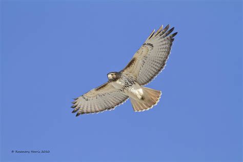Red Tailed Hawk This Photo Was Taken During A Migration Ha Flickr