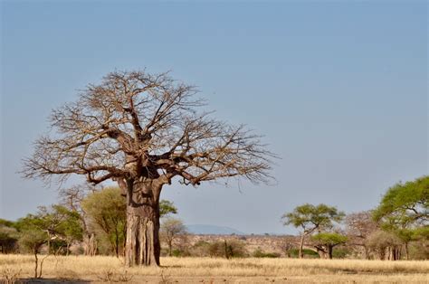 Baobab Iconic Tree Of Africa Blog Summit Expeditions Nomadic