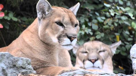 Gorgeous Cougar Cat Video Youtube