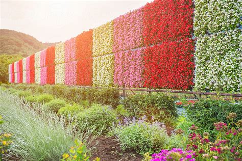 Colorful Flower Wall And Plants In Beautiful Garden By Stocksy