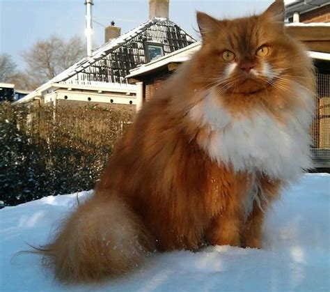 Dribbel In The Snow Noorse Boskat X Pers Norwegian Forest Cat X