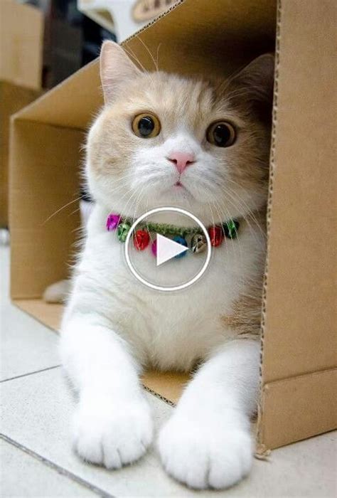 Cutest Cat Ever 2019 Happy Cats Compilation Cats And Kittens Cat