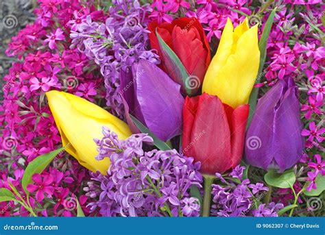 Bright Colored Tulips And Spring Flowers Stock Image Image Of Green