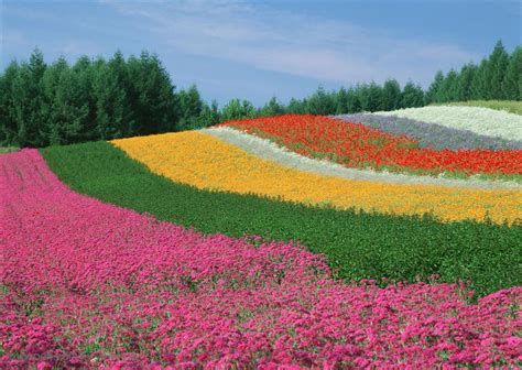 加盟 餐饮加盟 服装鞋包 建材加盟 特色加盟 汽车服务 家居环保 教育母婴 更多相关. 花卉物语-一排排漂亮的花海花田_素材公社