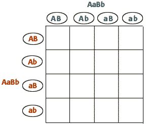 Maybe you would like to learn more about one of these? Dihybrid Cross