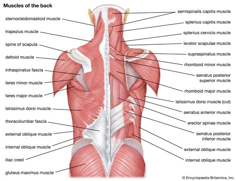 Muscles Of The Shoulder And Back Laminated Anatomy Chart Mx