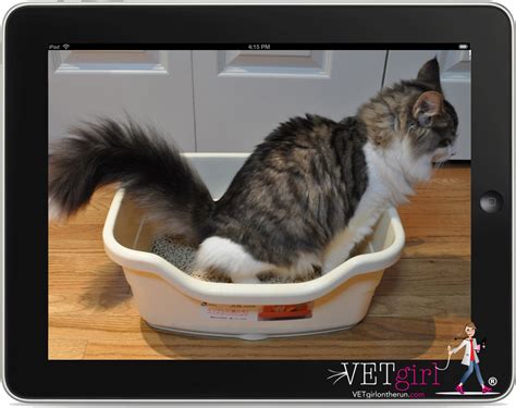 Scientists divided 60 cats with chronic diarrhea into two groups. Feline chronic diarrhea Dr Peter Chapman VETgirl online ...