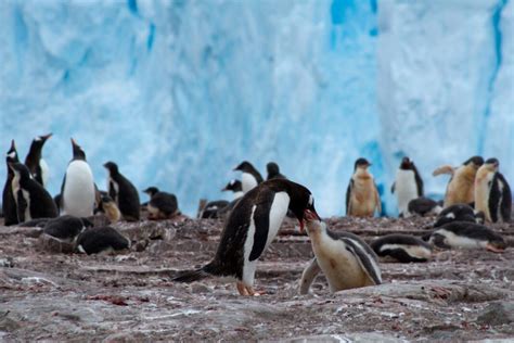 Jak Dotrze Na Antarktyd To Nie Takie Trudne Tanie Loty