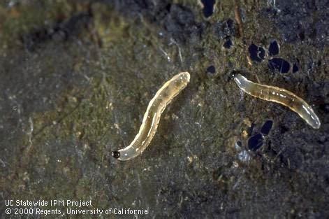 If you find your worm farm overrun by mites, expose the beds to the sun for a few hours. Tiny clear worms in houseplant soil. They leave slime ...