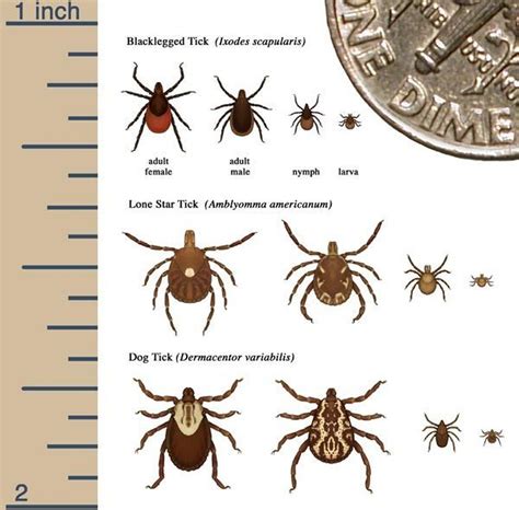 Dvids News Preventing Tick Bites And Lyme Disease