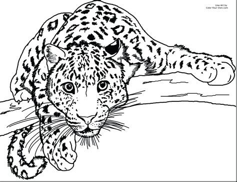 Baby Cheetah Coloring Pages At Getdrawings Free Download