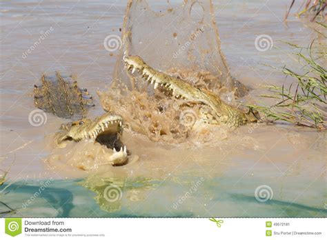 Two Nile Crocodiles Fighting South Africa Stock Image Image Of