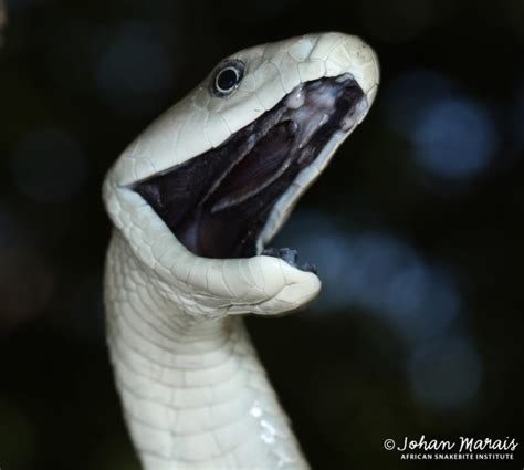 True Facts About The Black Mamba African Snakebite Institute