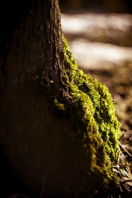 Moss Tree Nature Free Photo On Pixabay Pixabay