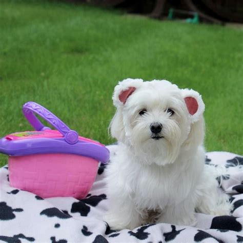 How big do maltipoms get? Today's the Day this Teddy Bear has his picnic Follow ...