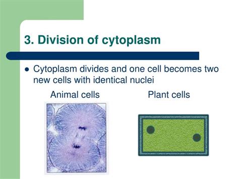 Ppt Mitosis Powerpoint Presentation Id5784697