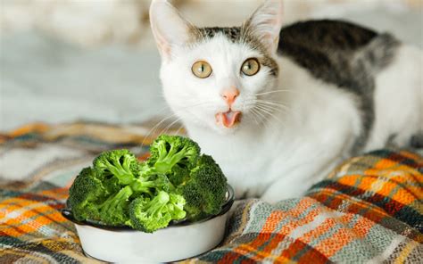 Can my cat eat that? 6 Reasons Why Cats Can Eat Lettuce (& 4 Ways of Feeding Them)