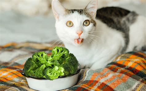 Can cats eat soft cheese? 6 Reasons Why Cats Can Eat Lettuce (& 4 Ways of Feeding Them)