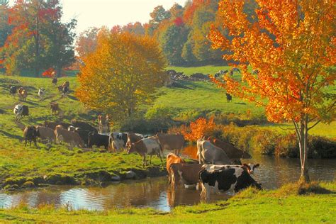 Fall Scenic With Cows Vermont Farm Scene Fall Foliage Cows Etsy