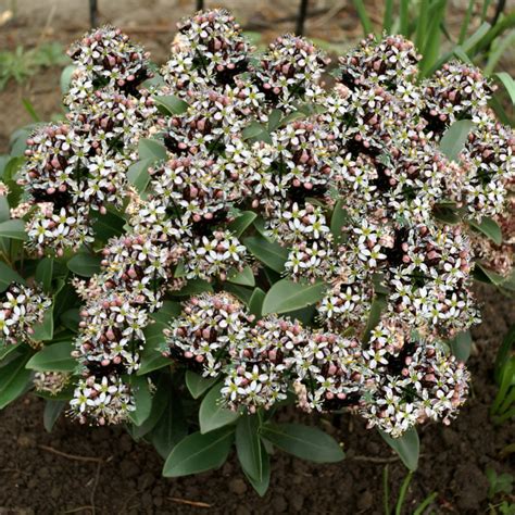 Photos and description of the variety/species skimmia japonica white dwarf on the global flowers. Skimmia Japonica Godrie's Dwarf for sale! Buy online for ...