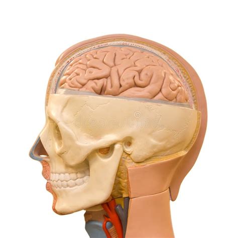 Anatomia Del Cervello Umano Fotografia Stock Immagine Di Mentalità