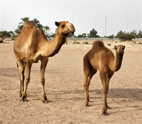 Camel spiders do not grow as big as most people think, the exaggeration in their size is an urban legend. Jordanian, Saudi camels have MERS-CoV-like antibodies | CIDRAP